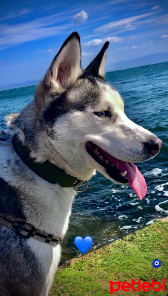 Sibirya Kurdu (Husky), Köpek  Maya fotoğrafı