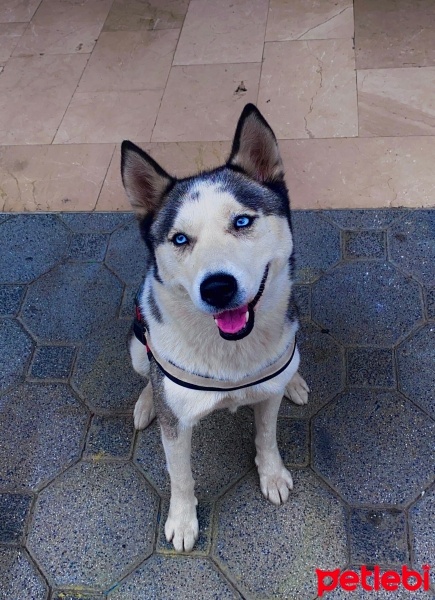 Sibirya Kurdu (Husky), Köpek  Maya fotoğrafı