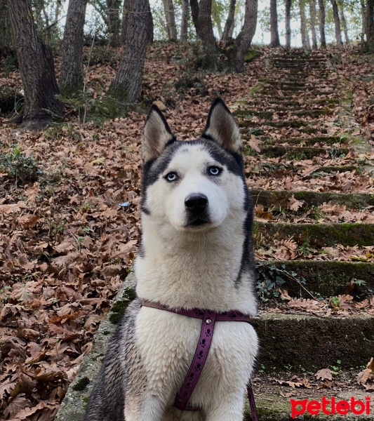 Sibirya Kurdu (Husky), Köpek  Maya fotoğrafı