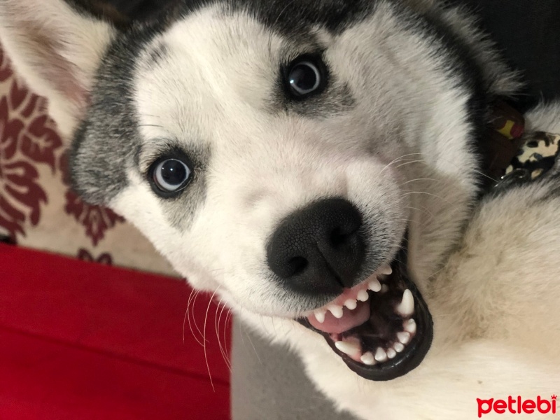 Sibirya Kurdu (Husky), Köpek  Maya fotoğrafı