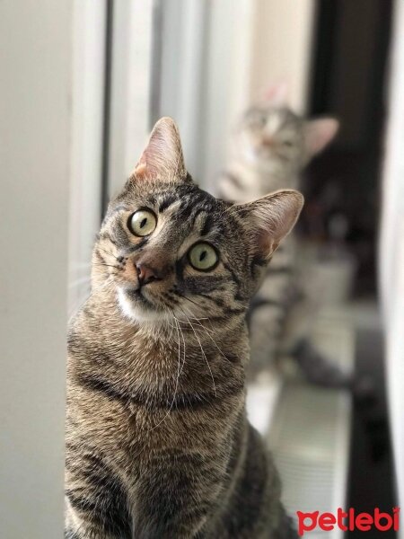 Tekir Kedi, Kedi  Çakıl fotoğrafı