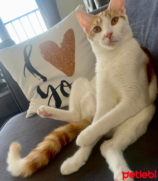 Sarman, Kedi  Rüzgar fotoğrafı