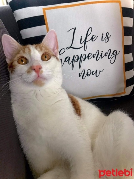 Sarman, Kedi  Rüzgar fotoğrafı
