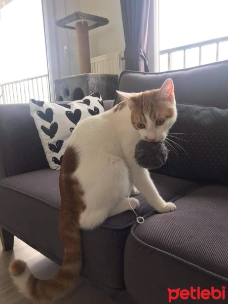 Sarman, Kedi  Rüzgar fotoğrafı