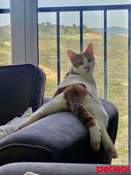 Sarman, Kedi  Rüzgar fotoğrafı