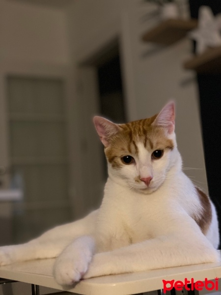 Sarman, Kedi  Rüzgar fotoğrafı