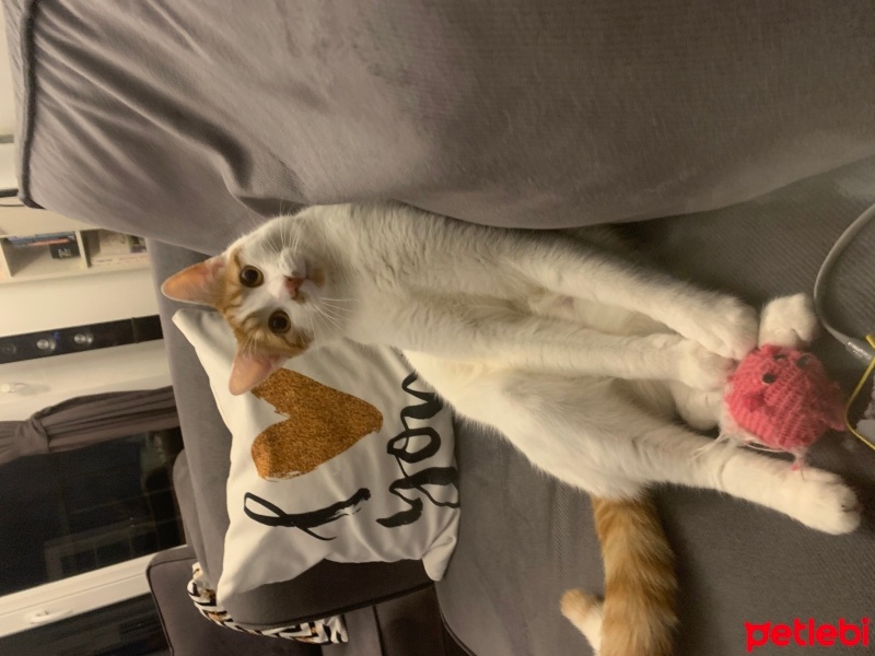 Sarman, Kedi  Rüzgar fotoğrafı