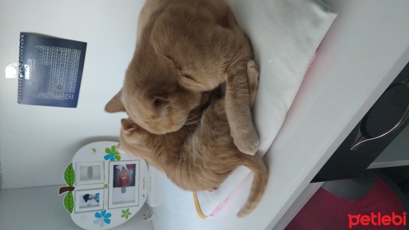 British Shorthair, Kedi  Pati&Duman fotoğrafı