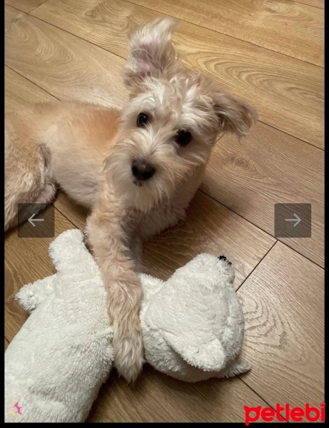 Maltese, Köpek  Köpük fotoğrafı