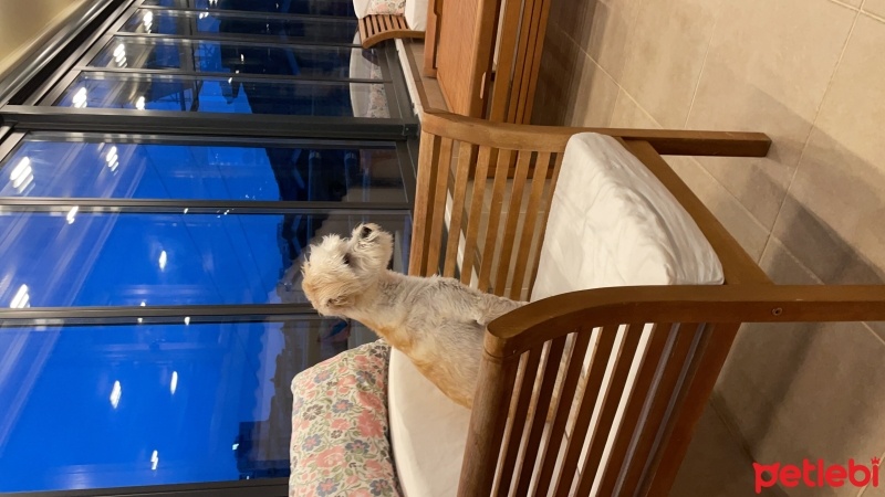 Maltese, Köpek  Köpük fotoğrafı