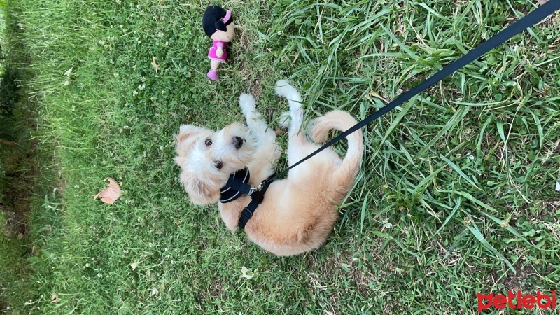 Maltese, Köpek  Köpük fotoğrafı