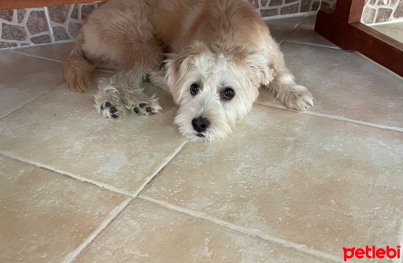 Maltese, Köpek  Köpük fotoğrafı