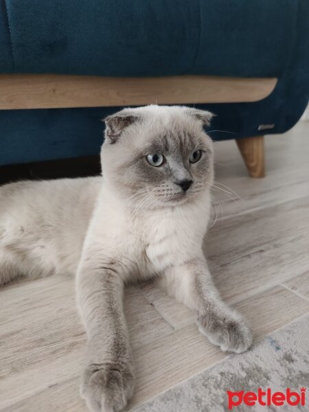 Scottish Fold, Kedi  Pablo fotoğrafı