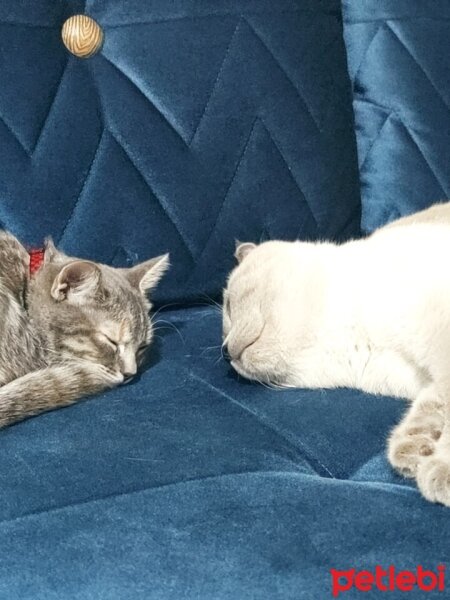 Scottish Fold, Kedi  Pablo fotoğrafı