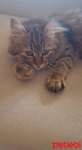 Norwegian Forest, Kedi  Maskot fotoğrafı