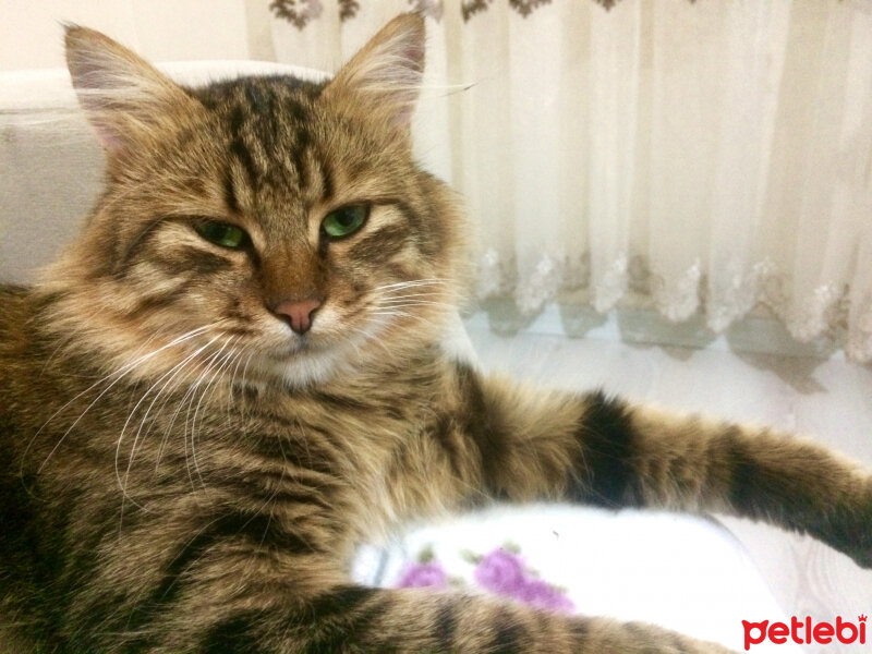 Norwegian Forest, Kedi  Maskot fotoğrafı