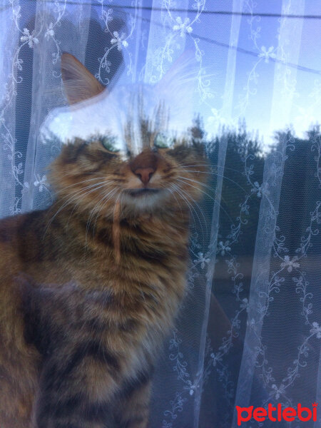 Norwegian Forest, Kedi  Maskot fotoğrafı