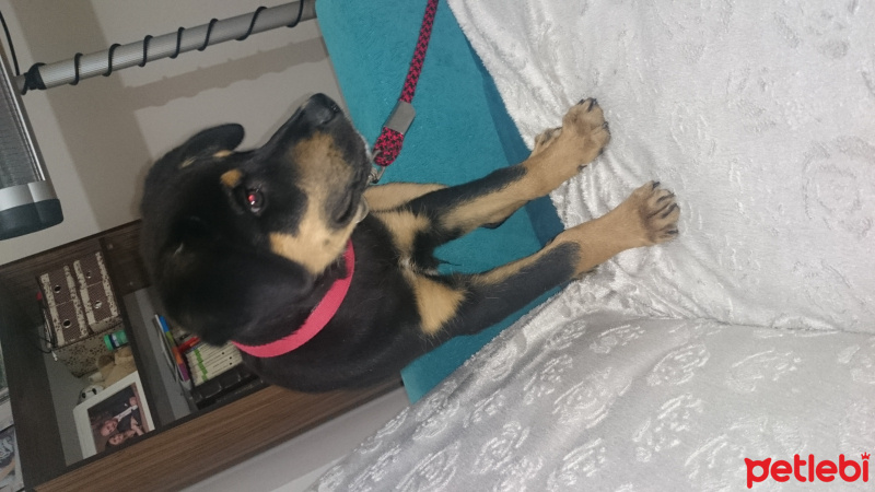Rottweiler, Köpek  Kaptan fotoğrafı