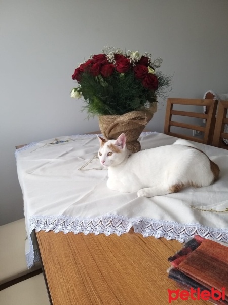 Tekir Kedi, Kedi  Tarçın fotoğrafı