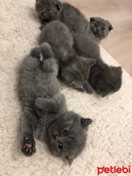 Scottish Fold, Kedi  İsim hakkı ailesinin fotoğrafı