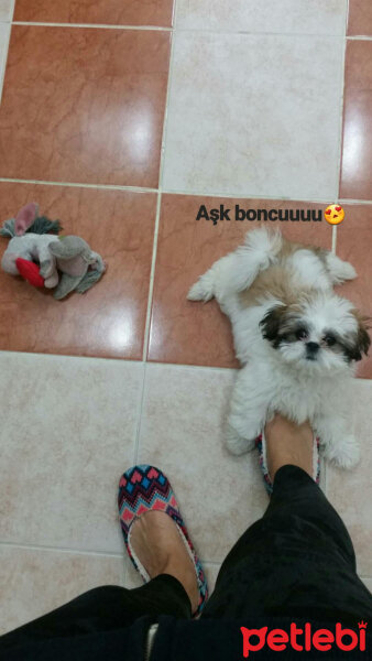 Shih Tzu, Köpek  Aşk  fotoğrafı