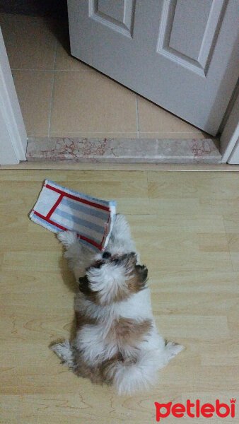 Shih Tzu, Köpek  Aşk  fotoğrafı