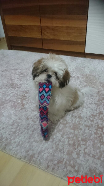 Shih Tzu, Köpek  Aşk  fotoğrafı