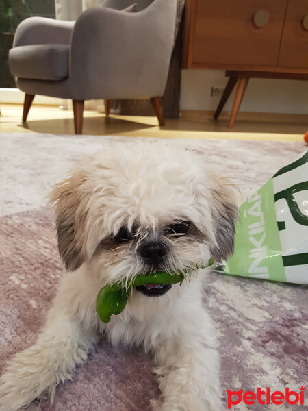 Shih Tzu, Köpek  Aşk  fotoğrafı