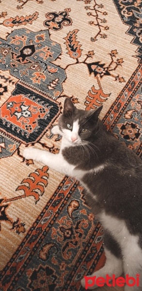 Tekir Kedi, Kedi  Kery fotoğrafı