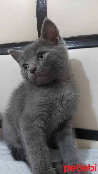 British Shorthair, Kedi  Gümüş fotoğrafı