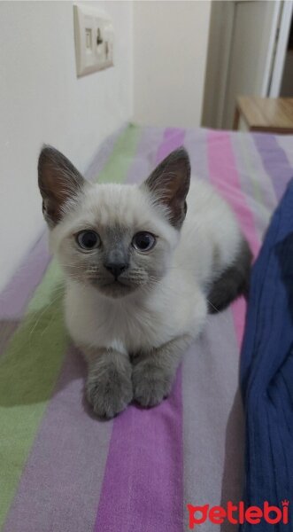 Siyam Kedisi, Kedi  Pamuk fotoğrafı