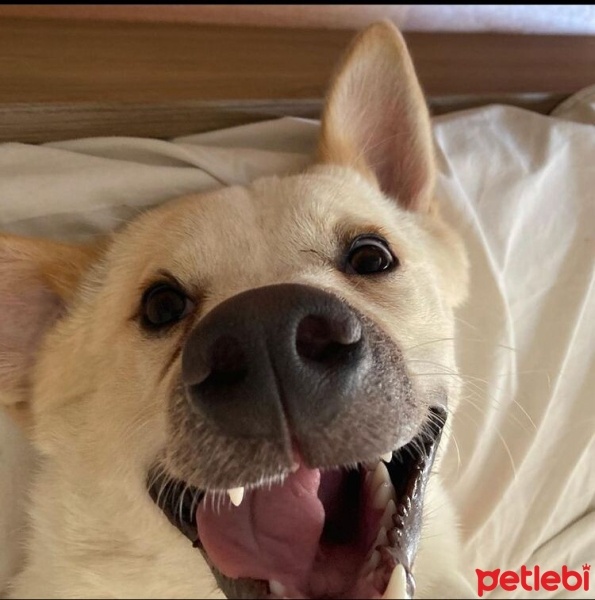 Akita İnu, Köpek  Foxy fotoğrafı