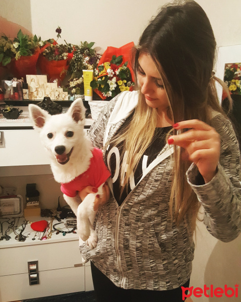 Pomeranyalı, Köpek  Ganita fotoğrafı