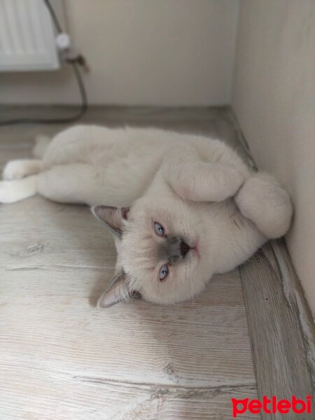 British Shorthair, Kedi  Ivar fotoğrafı