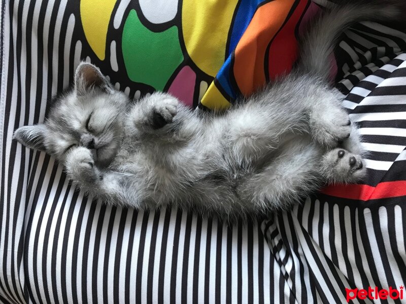 British Shorthair, Kedi  Maya fotoğrafı