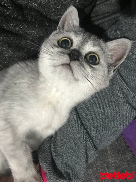 British Shorthair, Kedi  Maya fotoğrafı