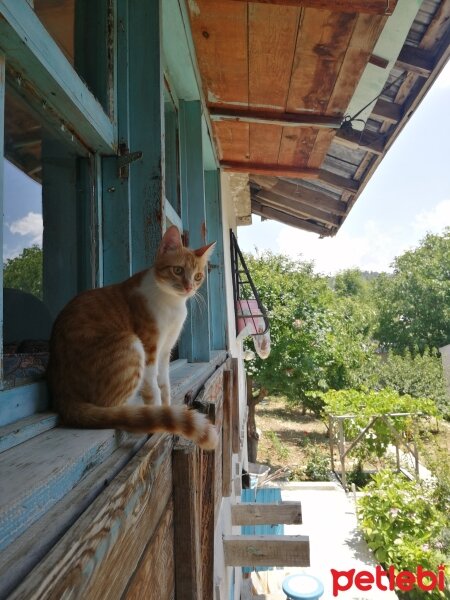 Sarman, Kedi  Ares fotoğrafı