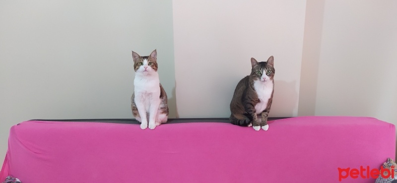 Tekir Kedi, Kedi  Minik ve Miniş fotoğrafı