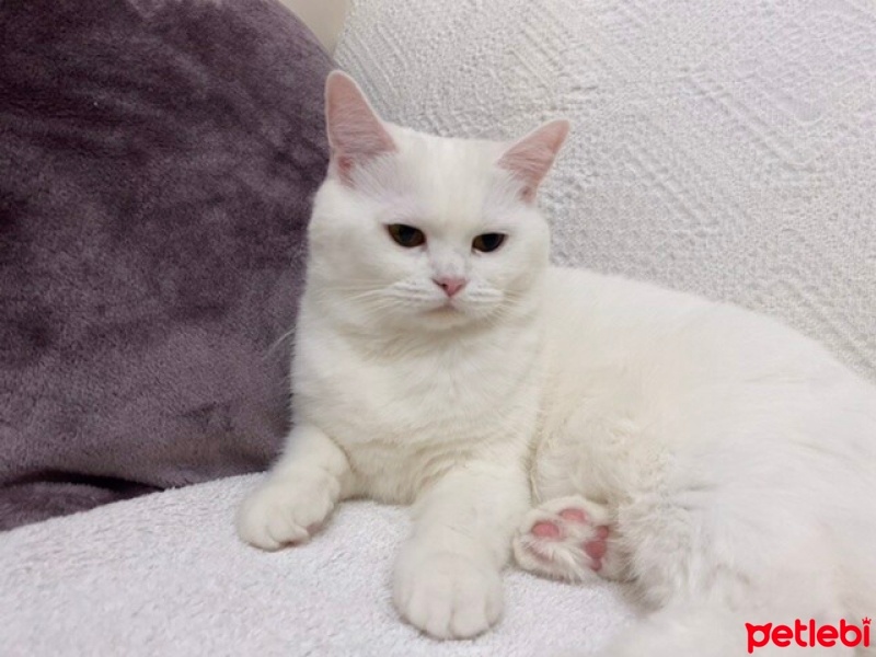 British Shorthair, Kedi  Lila fotoğrafı