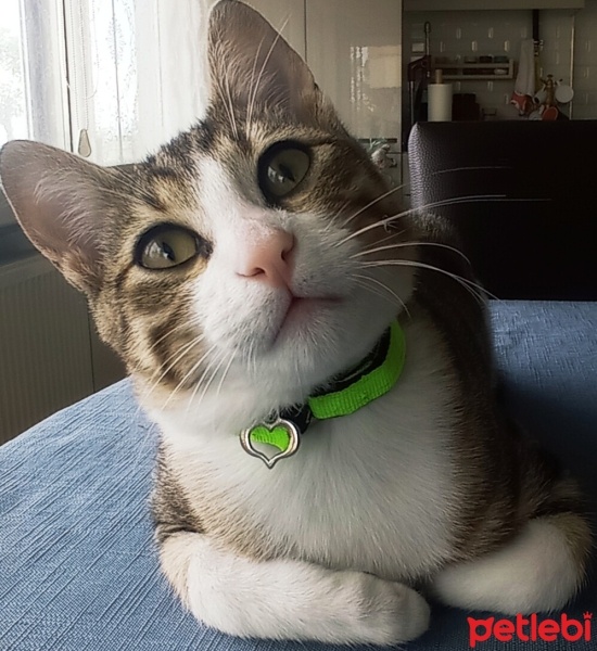 Tekir Kedi, Kedi  Jack fotoğrafı