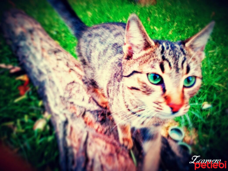 Tekir Kedi, Kedi  Calypso fotoğrafı