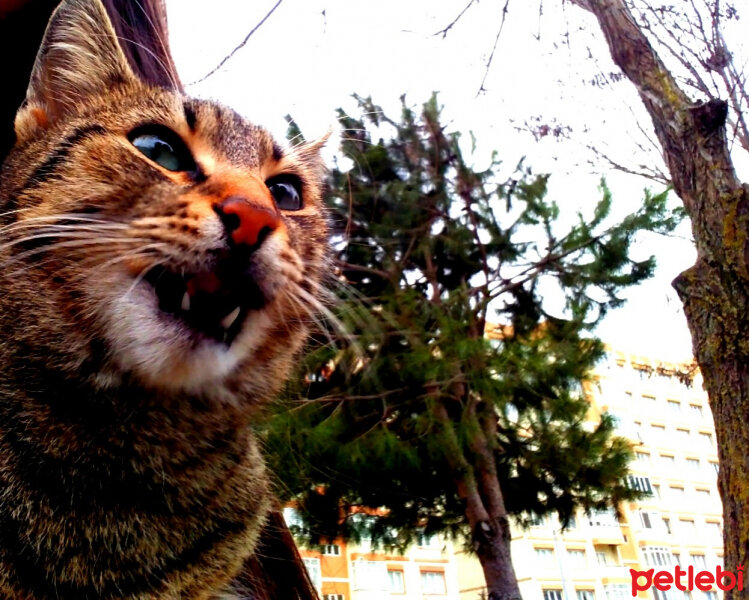 Tekir Kedi, Kedi  Calypso fotoğrafı