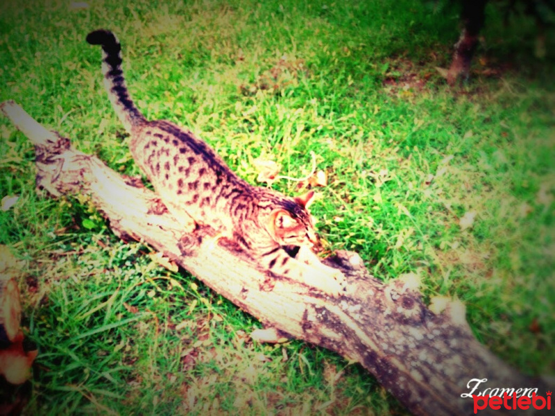 Tekir Kedi, Kedi  Calypso fotoğrafı