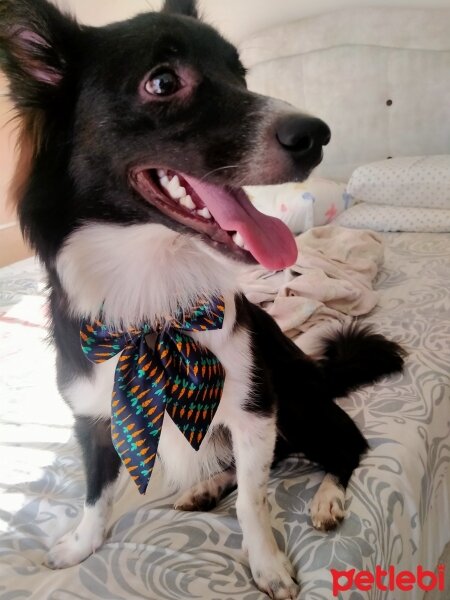 Border Collie, Köpek  Barney fotoğrafı