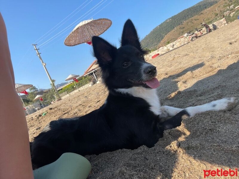 Border Collie, Köpek  Barney fotoğrafı