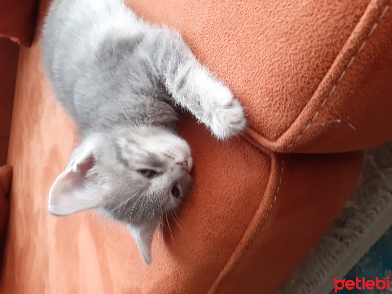 British Shorthair, Kedi  Bihter fotoğrafı