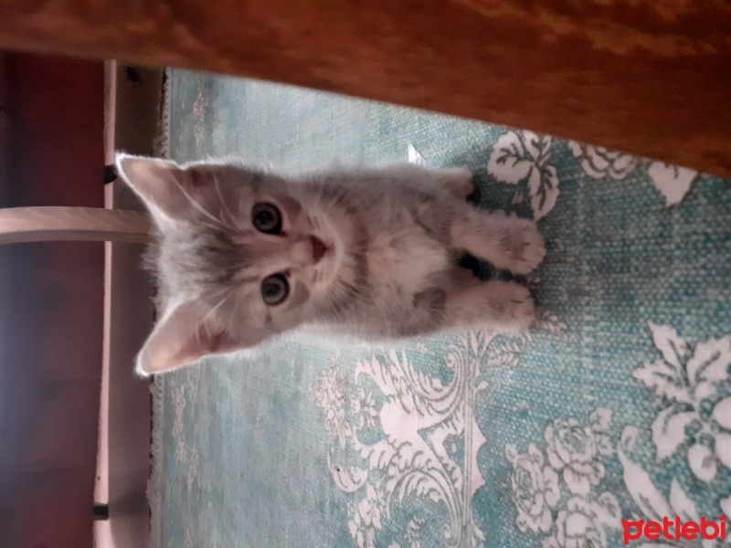 British Shorthair, Kedi  Bihter fotoğrafı