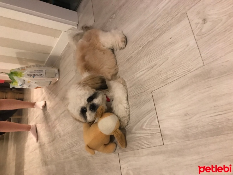 Shih Tzu, Köpek  Moki fotoğrafı