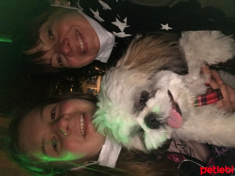 Shih Tzu, Köpek  Moki fotoğrafı