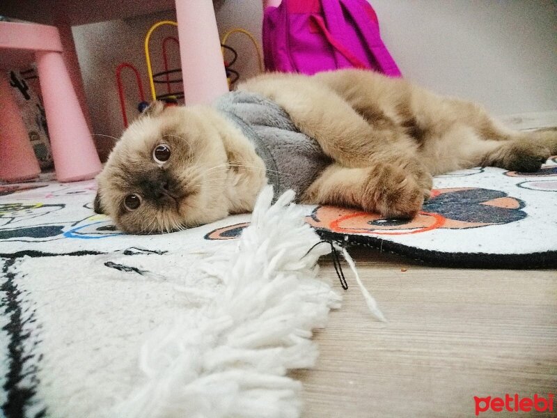 Scottish Fold, Kedi  AVNİ fotoğrafı